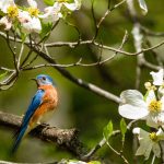 10 Great Plants That Provide Food for Birds, According to Garden and Wildlife Experts