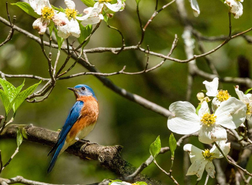 10 Great Plants That Provide Food for Birds, According to Garden and Wildlife Experts