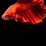 10 easy-to-care-for beautiful freshwater fish for home aquariums