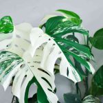 13 Unique Houseplants for a One-of-a-Kind Collection