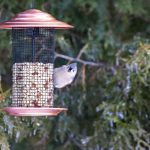 14 Things You Should Never Put In A Bird Feeder