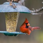 15 Things You Should Never (Ever) Put in Bird Feeders, According to Experts