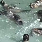 Some of the fur seal pups swimming about and resting in an inlet at the Farallon Islands National Wildlife Refuge off the coast of San Francisco. — Facebook/US Fish and Wildlife Service