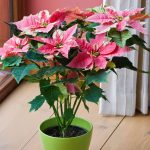 5 Reasons Your Poinsettia Is Dying—and Ways to Revive It