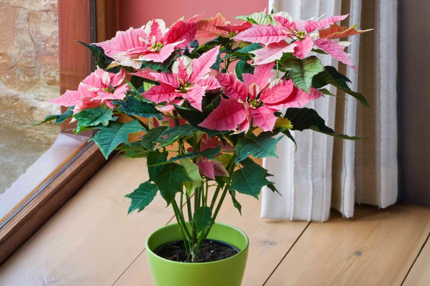 5 Reasons Your Poinsettia Is Dying—and Ways to Revive It