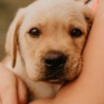 7 suitable dog breeds for first-time pet parents