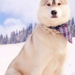 8 popular dog breeds suitable for cold climates