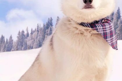 8 popular dog breeds suitable for cold climates