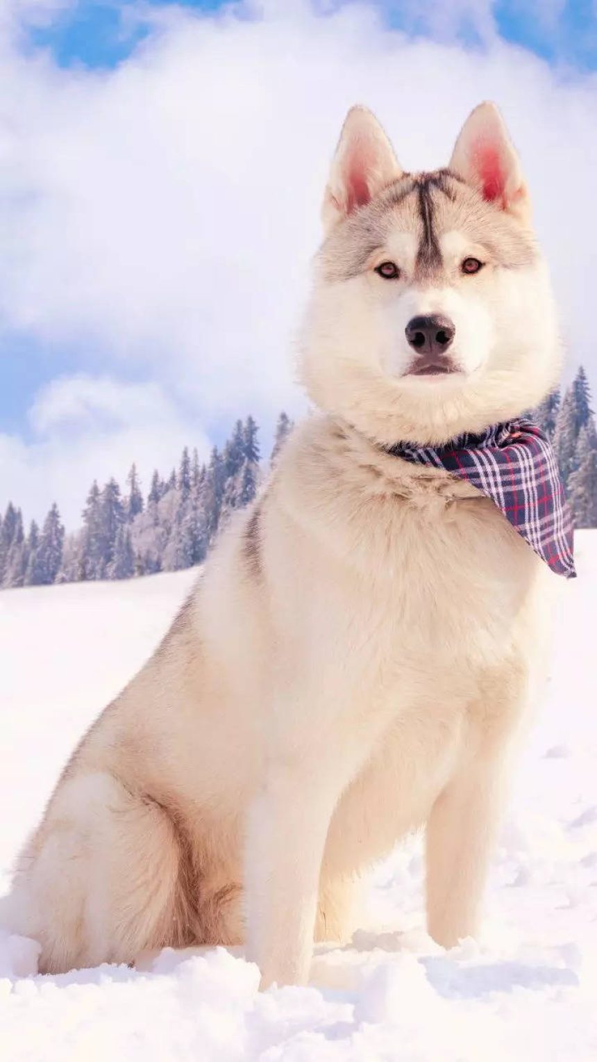 8 popular dog breeds suitable for cold climates