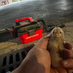 A Feral Chick Fell into a Tampa Storm Drain. Its Rescue Was Ingenious.