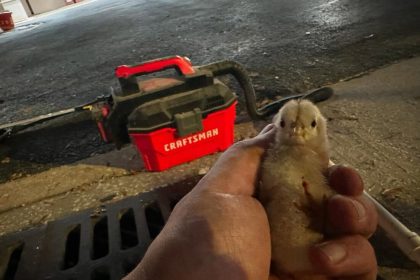 A Feral Chick Fell into a Tampa Storm Drain. Its Rescue Was Ingenious.