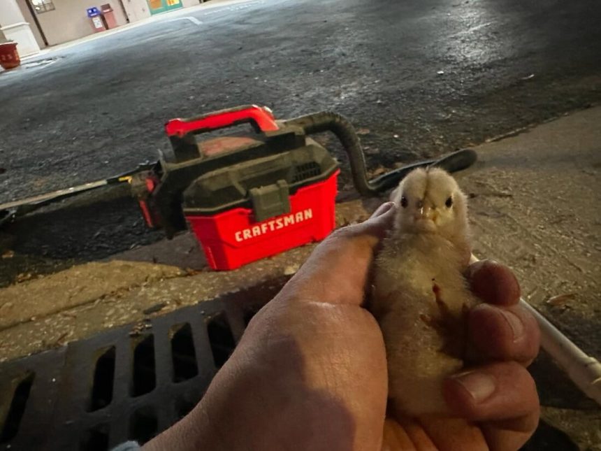 A Feral Chick Fell into a Tampa Storm Drain. Its Rescue Was Ingenious.