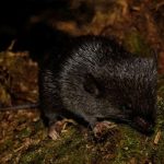 A specimen of spiny mouse (Scolomys sp), a species discovered on a Conservation International Rapid Assessment expedition into the Alto Mayo Landscape in Peru, is pictured, June 16, 2022. — Reuters/Conservation International