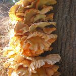 Chicken of the Woods: An Edible Mushroom that's Easy to Identify and Forage