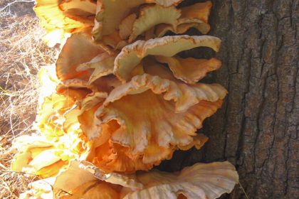 Chicken of the Woods: An Edible Mushroom that's Easy to Identify and Forage