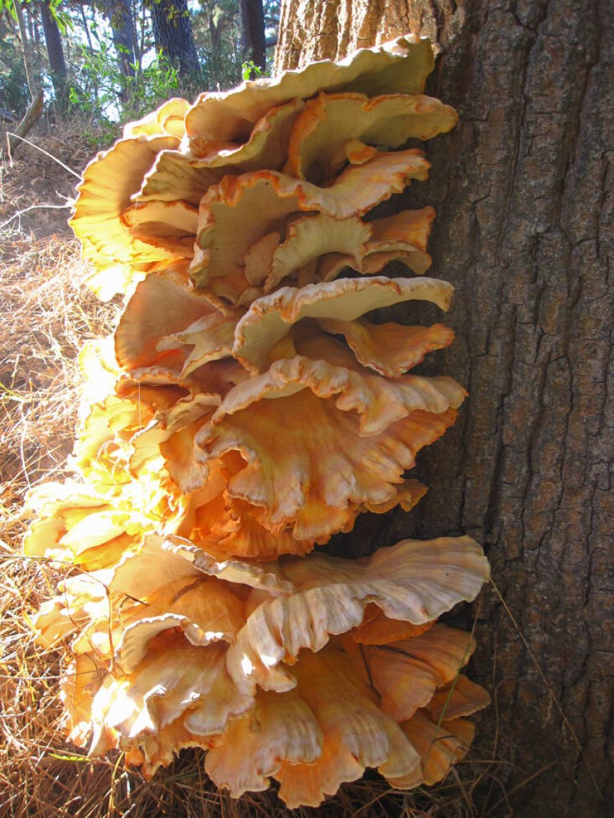 Chicken of the Woods: An Edible Mushroom that's Easy to Identify and Forage