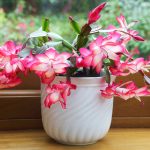 Don't Skip This Step If You Want a Healthy Christmas Cactus, a Gardening Pro Says