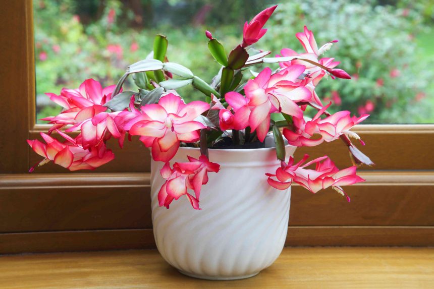 Don't Skip This Step If You Want a Healthy Christmas Cactus, a Gardening Pro Says