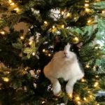 Houzz Call: Show Us Your Adorable Pets Enjoying the Holidays!