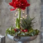 Amaryllis in pot with bright string lights in the background