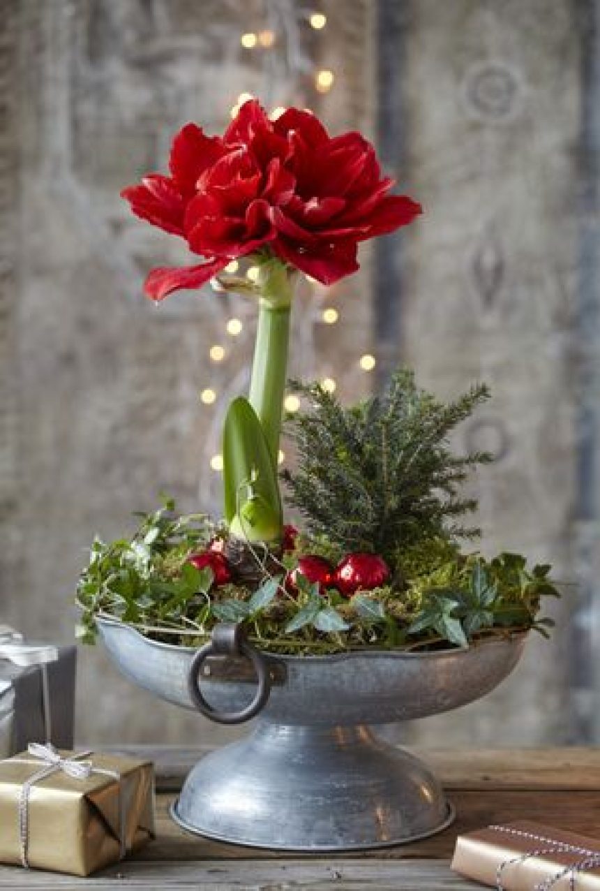 Amaryllis in pot with bright string lights in the background