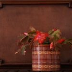 A bright red Christmas cactus in a pot