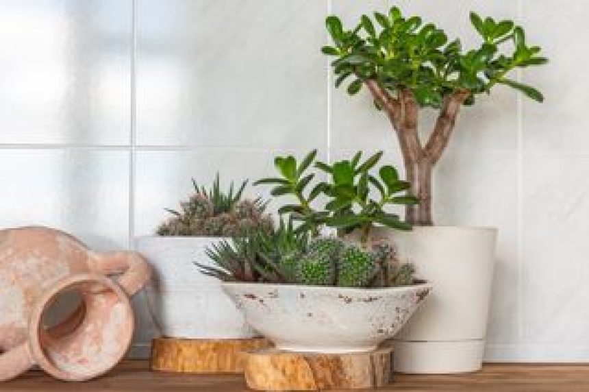 A jade plant in a planter along with an assortment of other indoor cacti and succulents