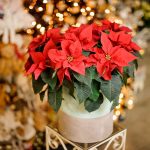 How to Rebloom Your Poinsettia So It Lasts Long After Christmas