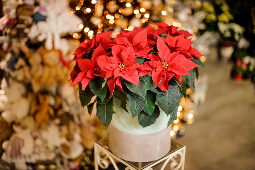 How to Rebloom Your Poinsettia So It Lasts Long After Christmas