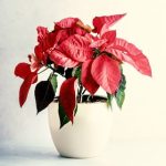 Image of a drooping poinsettia flower in a white pot with a white background