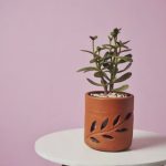 A jade plant on a side table