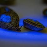 The marked snails pictured in this undated photograph. — Chester Zoo/File