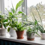 Should You Fertilize Your Houseplants in Winter or Should You Skip It?