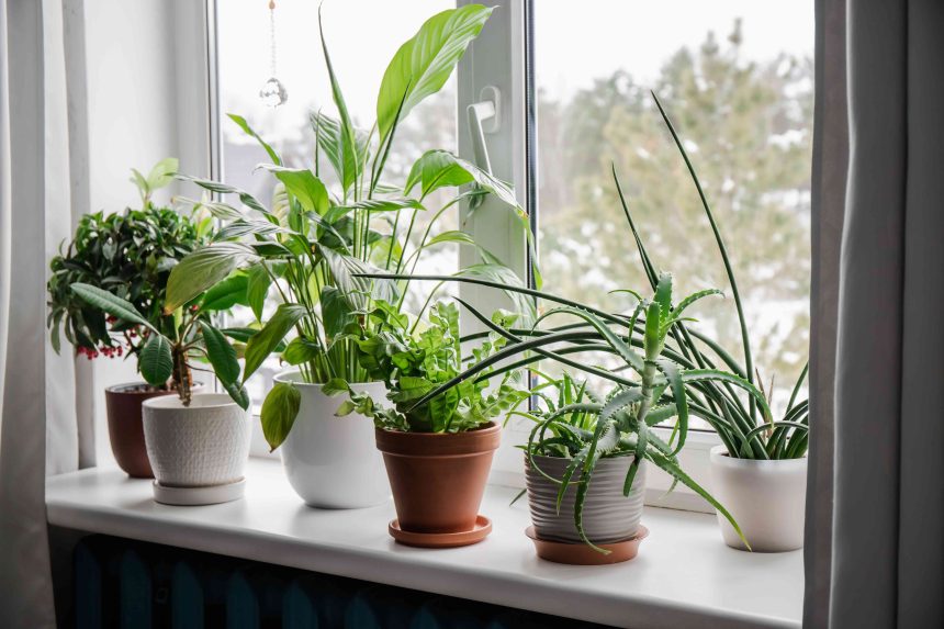 Should You Fertilize Your Houseplants in Winter or Should You Skip It?