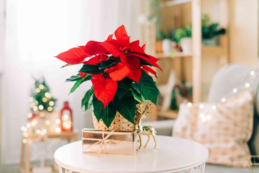 Should You Gift Plants for the Holidays? 5 Dos and Don'ts to Consider