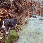 Dog stuck in Tennessee ravine