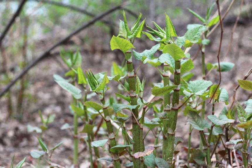 The Worst Plants to Grow in the Garden, According to the Experts