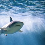 This representational picture shows a shark underwater. — Unsplash/File