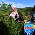 Women harvest aromatic and medicinal plants in the mountains of Tbainia village near Ain Drahem, in Tunisia, on November 6, 2024. —AFP