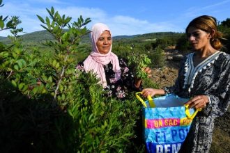 Women harvest aromatic and medicinal plants in the mountains of Tbainia village near Ain Drahem, in Tunisia, on November 6, 2024. —AFP