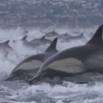 Watch: Mesmerising dolphin stampede off California coast on Christmas Eve