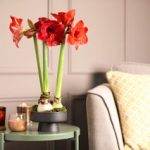 red amaryllis flowers