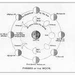 An illustration of the phases of the Moon, not including the dark Moon