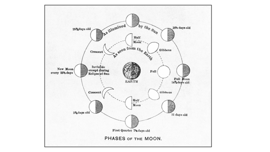 An illustration of the phases of the Moon, not including the dark Moon