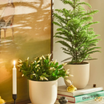 A Christmas cactus and a potted Christmas tree on a shelf