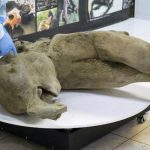 Researchers stand behind glass fencing as they show the carcass of a baby mammoth during a demonstration in laboratory of Mammoth Museum at the North-Eastern Federal University in Yakutsk, Russia, on December 23, 2024. —Reuters