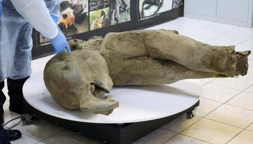 Researchers stand behind glass fencing as they show the carcass of a baby mammoth during a demonstration in laboratory of Mammoth Museum at the North-Eastern Federal University in Yakutsk, Russia, on December 23, 2024. —Reuters