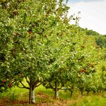 10 Easy-to-Grow Fruit Trees for Beginning Gardeners