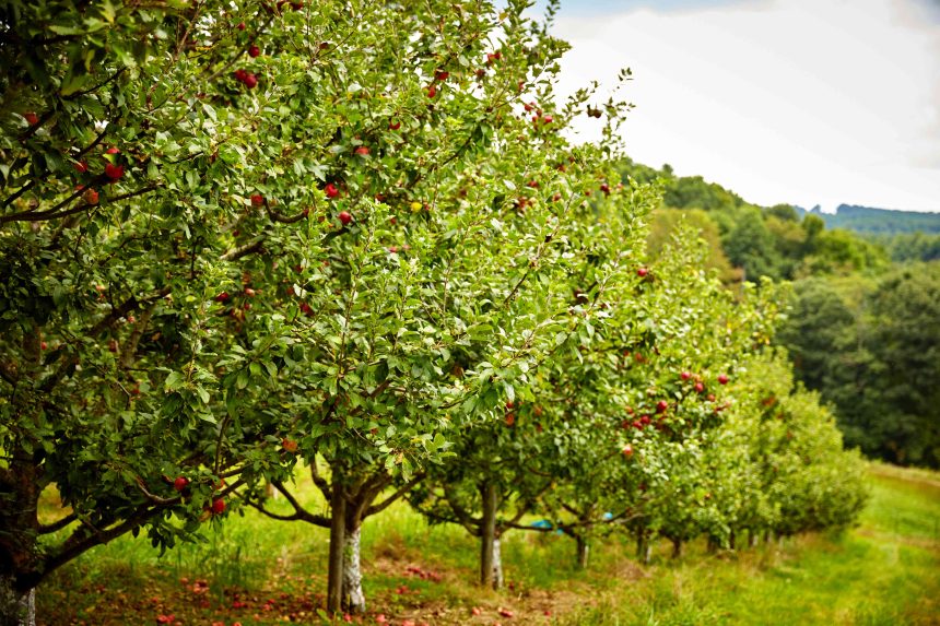 10 Easy-to-Grow Fruit Trees for Beginning Gardeners