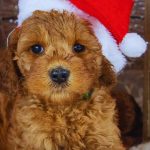 10 cutest puppies that will warm your heart